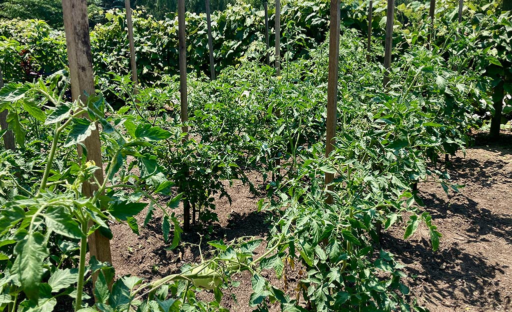 Several tomato plants staked in a garden.