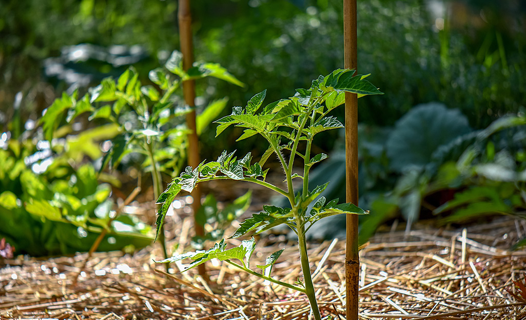 Seedlings growing next to a plant stake.