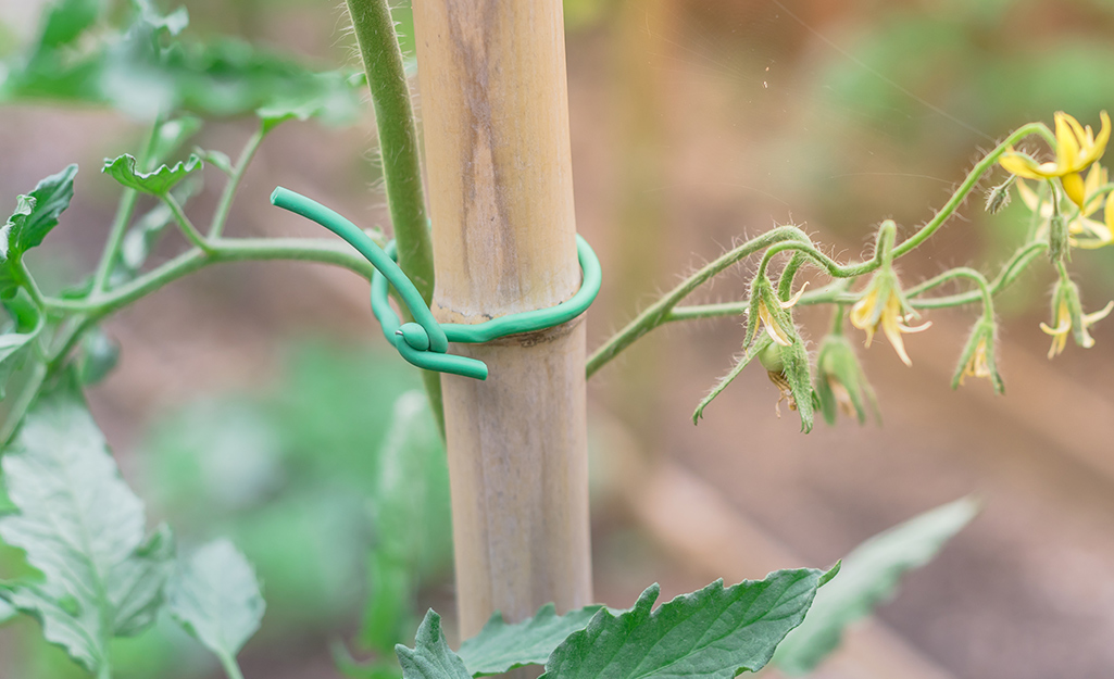 A twist tie securing a plant to a wood stake.