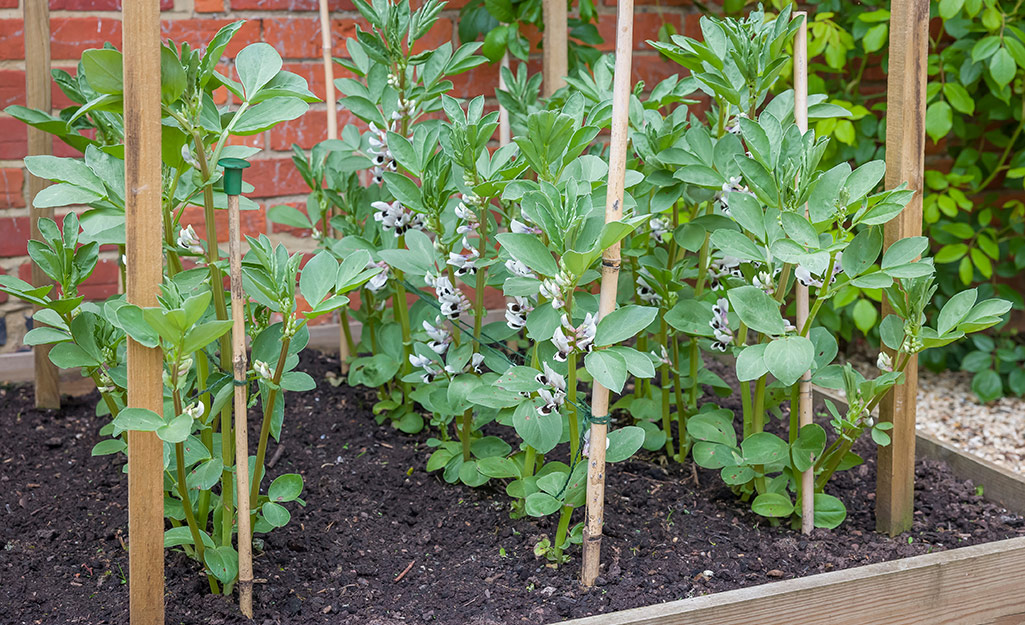 Plants staked in a raised bed garden.