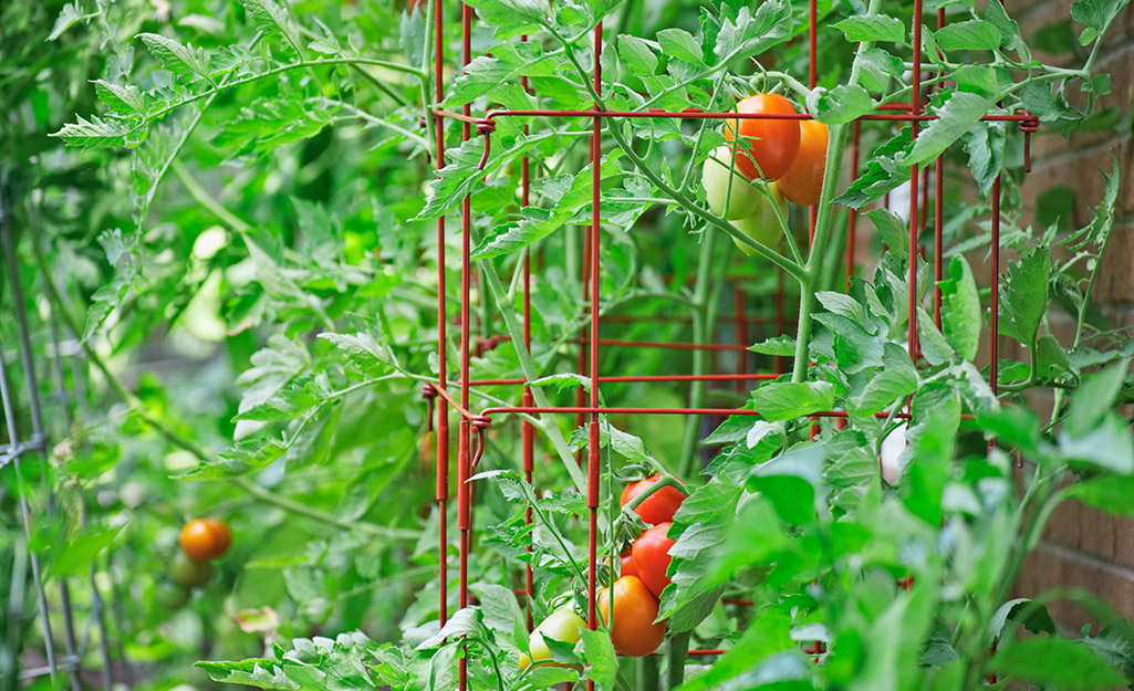 Ripe tomatoes in a plant cage.