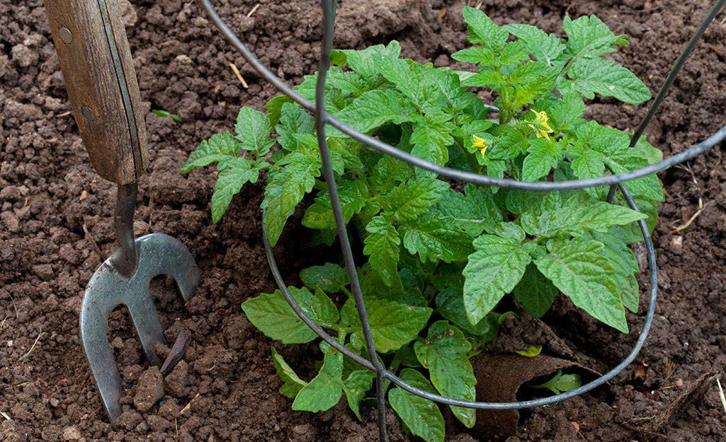 Tomato plant growing inside a wire cage.