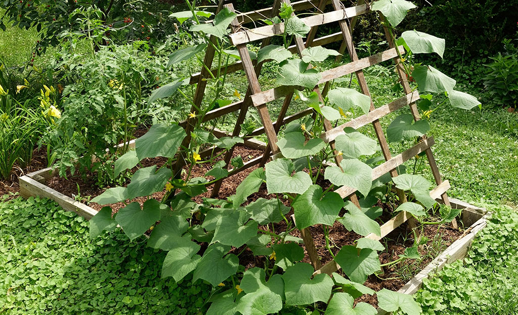 Vine plants staked to a double trellis.
