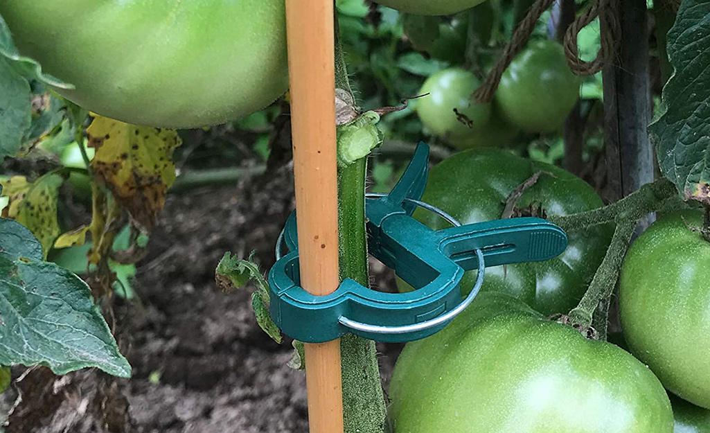 Plant clips holding a heavy tomato vine to a stake.