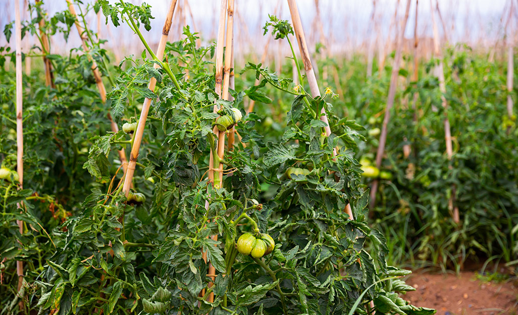 Plants properly staked to wood poles.