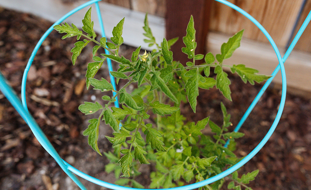 A tomato in a tomato cage. A tomato in a tomato cage.