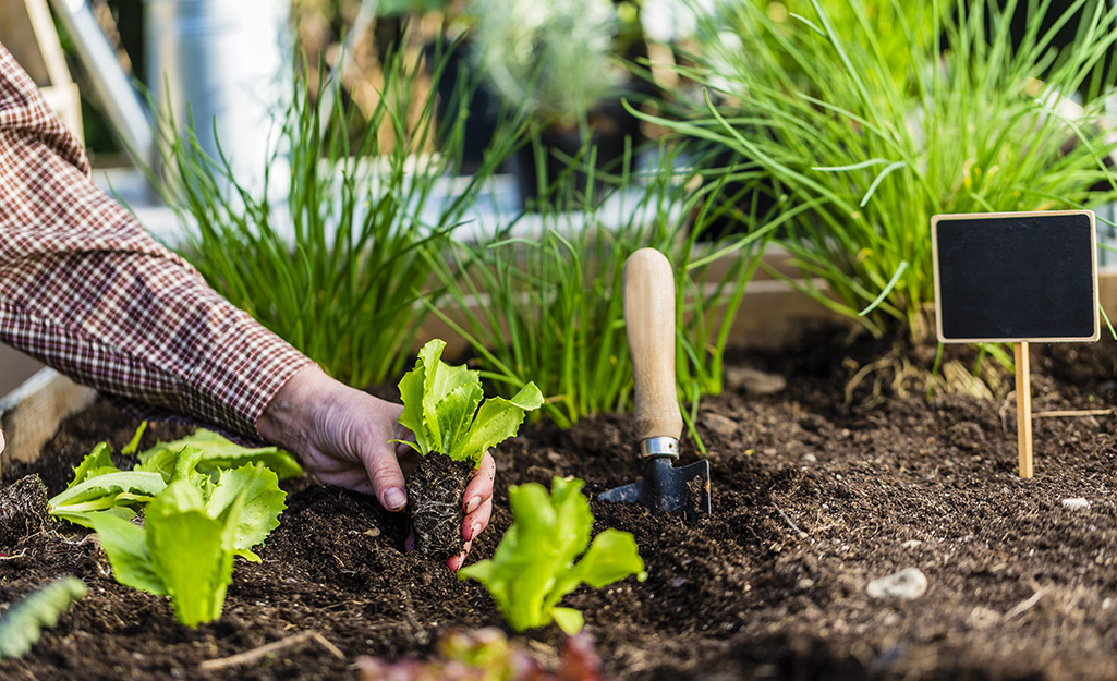 https://contentgrid.homedepot-static.com/hdus/en_US/DTCCOMNEW/Articles/how-to-start-a-fall-salad-garden-salad-step-1.jpg