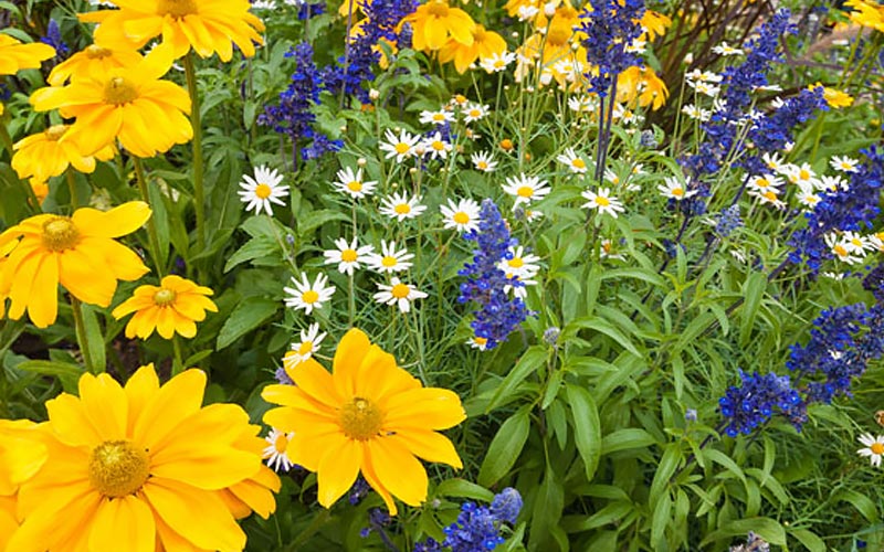 Yellow and purple flowers in a garden