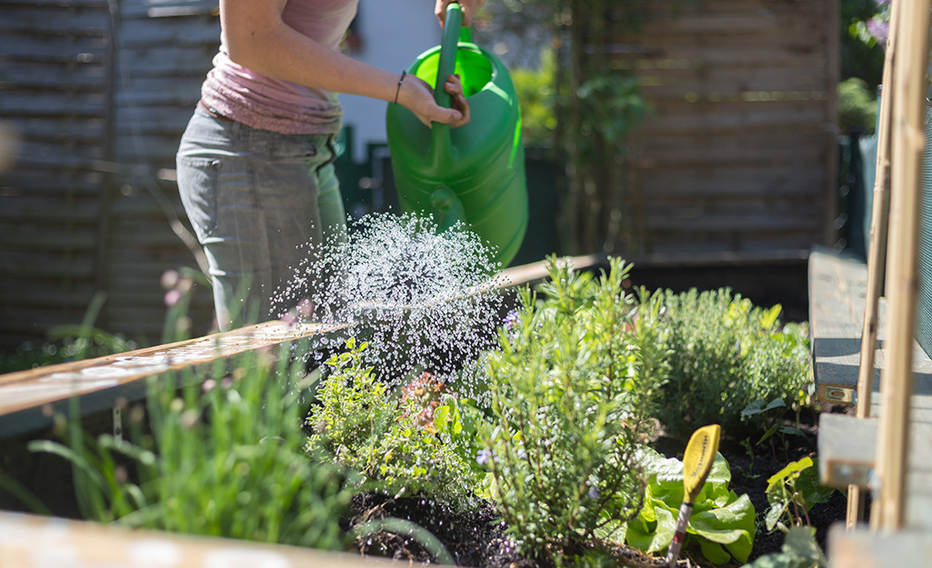 Gardener watering vegetables. 