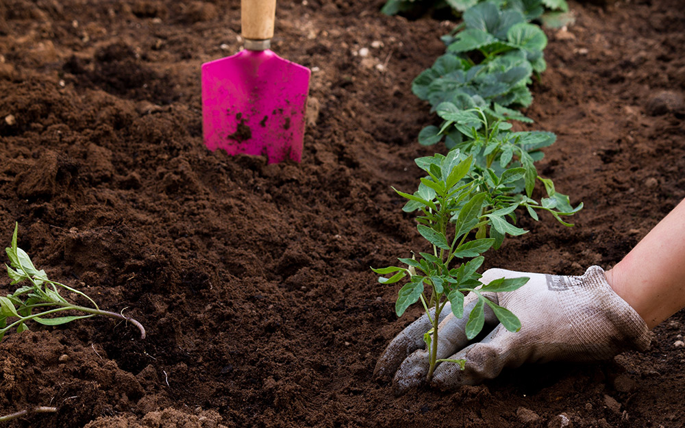 Digging in the soil to plant vegetables.