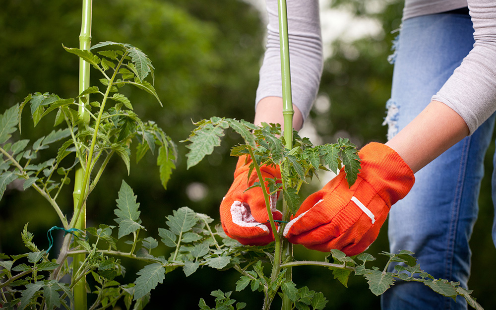 Person staking vegetable plants.