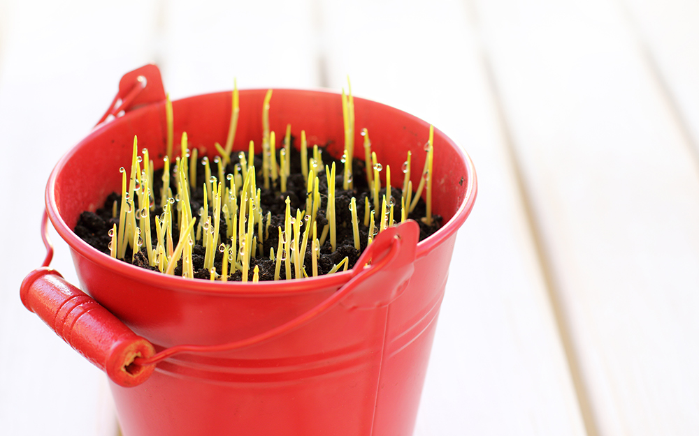 Vegetable plants growing in a bucket.