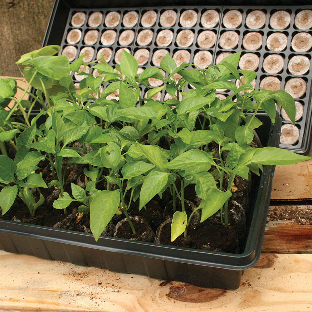 Fresh herbs growing inside a seed starting kit.