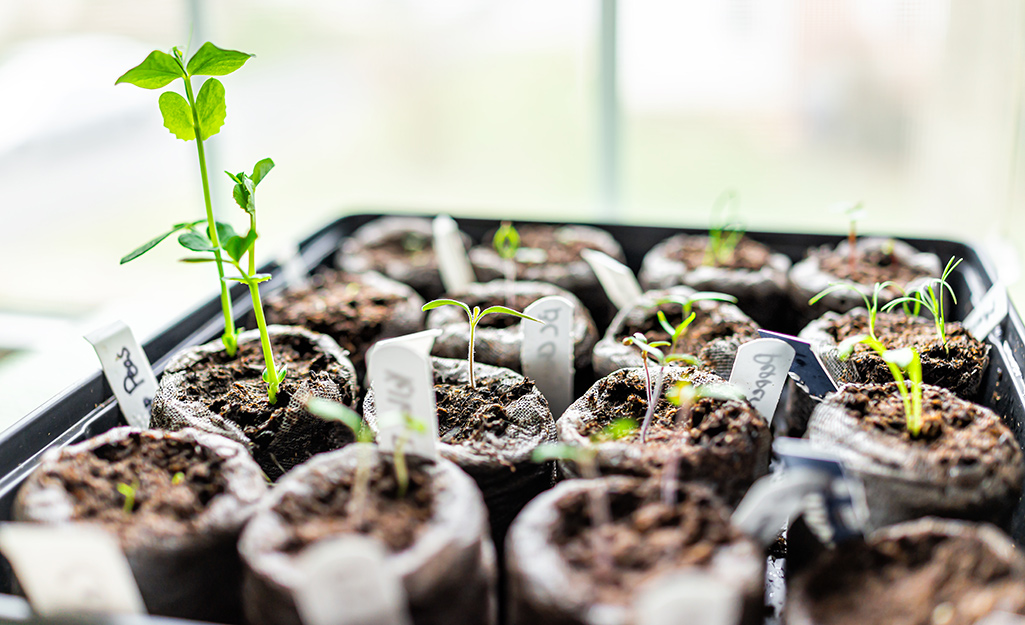 Seeds started to sprout. 