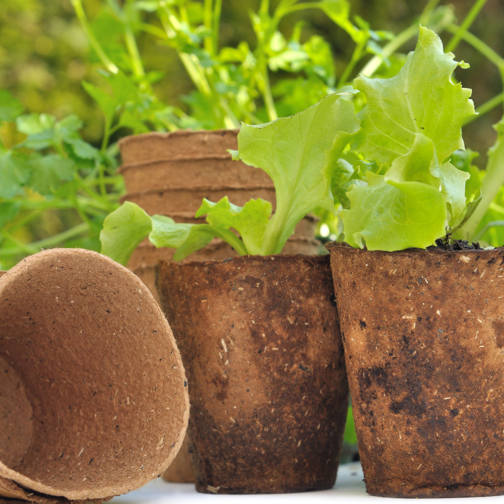 A collection of peat pots, some empty, and some with lettuce starter plants, sit on a white surface.