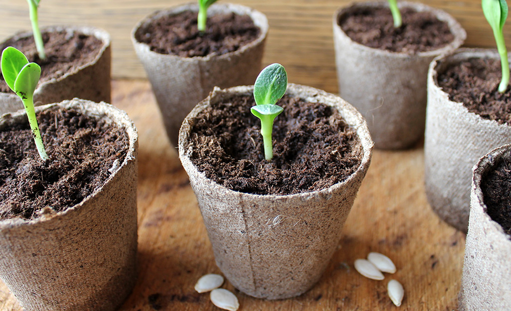 Seven peat pots with fresh green seedlings sit on a wooden surface.