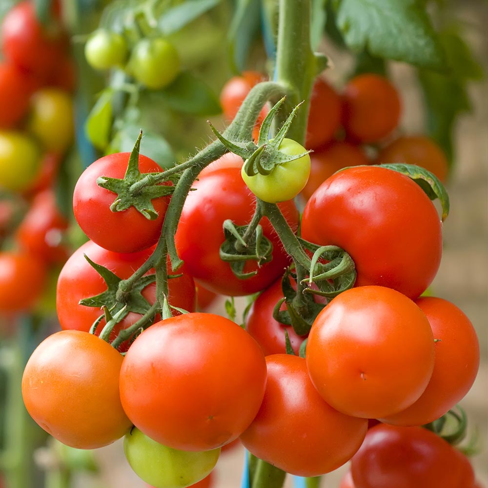 Ripe tomatoes on the vine