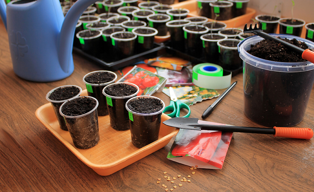 Cups with potting mix and seeds