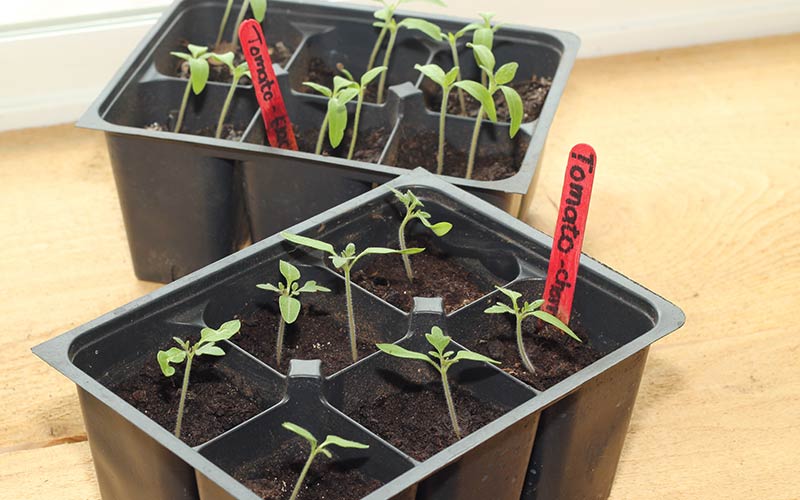 Tomato seedlings in a tray