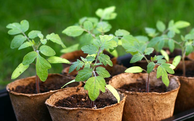 Tomato seedlings in peat pots