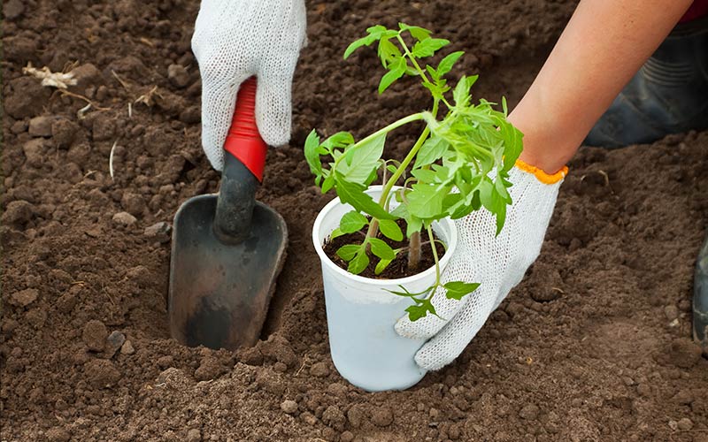 Gardener transplants tomato seedling into garden soil