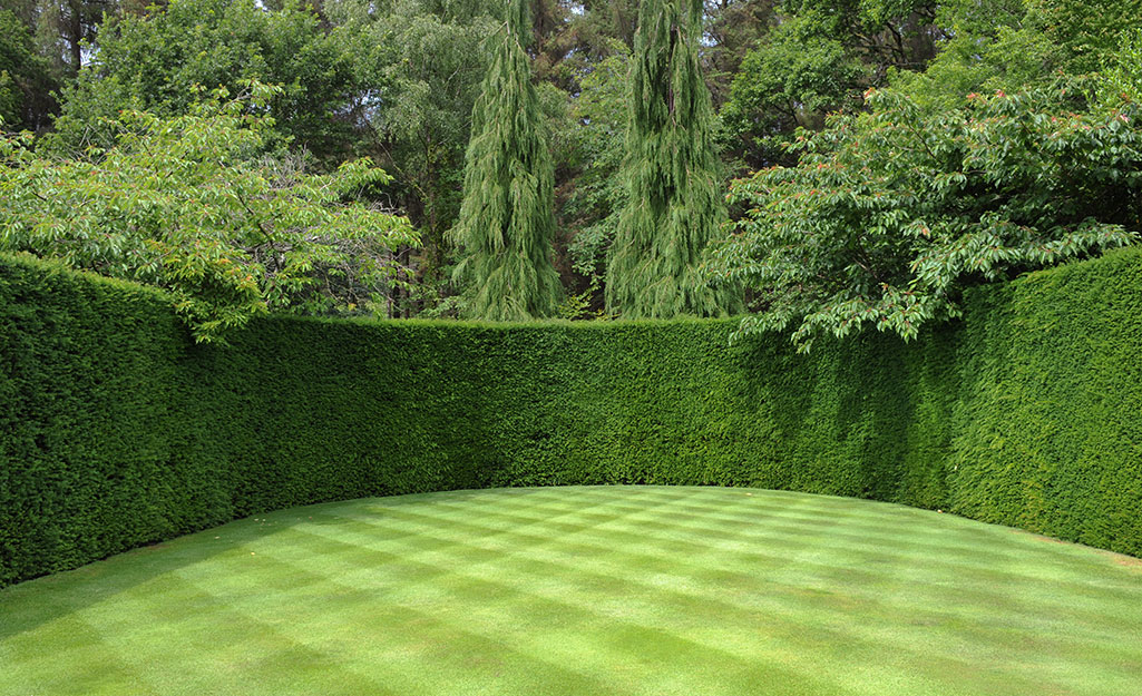 A hedged lawn featuring a checkerboard lawn pattern.