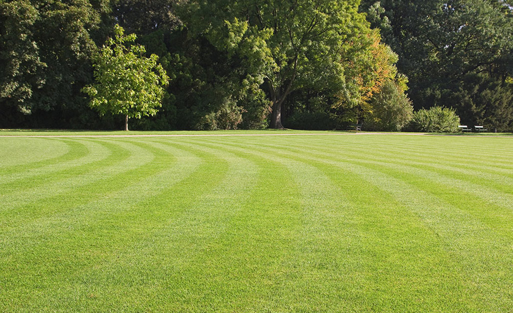 Circular lawn stripes leading to a tree line.