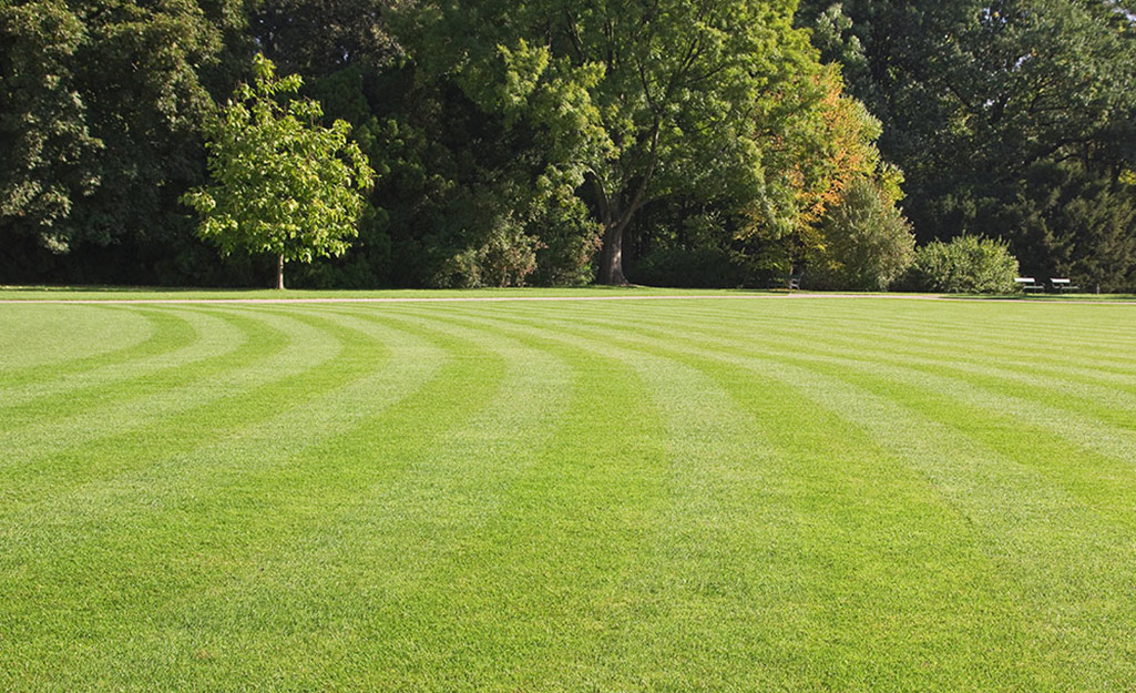 Lawn mower lines online in grass