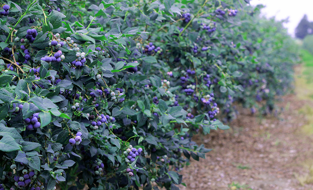 Ripe fruit hangs from blueberry bushes.