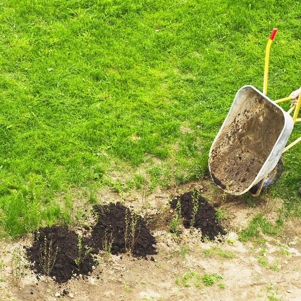 Where to Buy Top Dressing for Lawns? Your Guide to Perfect Green.