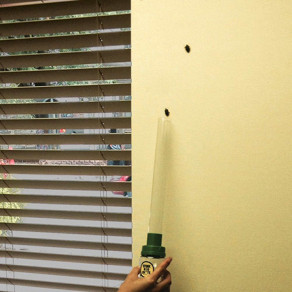 A person vacuuming up stink bugs.