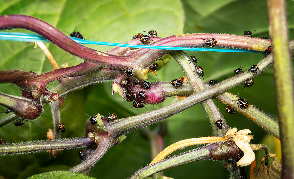 A large number of stink bugs on a plant.