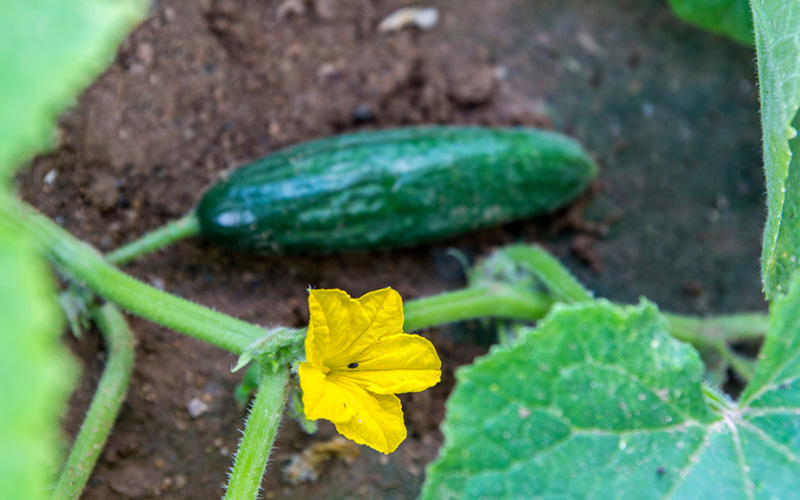 A cucumber and yellow bloom in garden soil