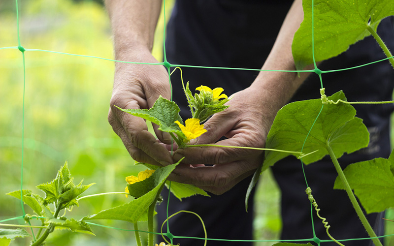 Gardener pruning cucumber leaves in a garden