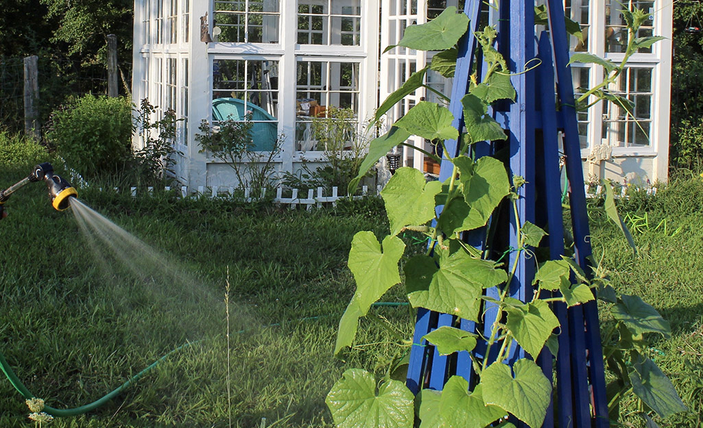 Cucumber vine growing on a trellis.