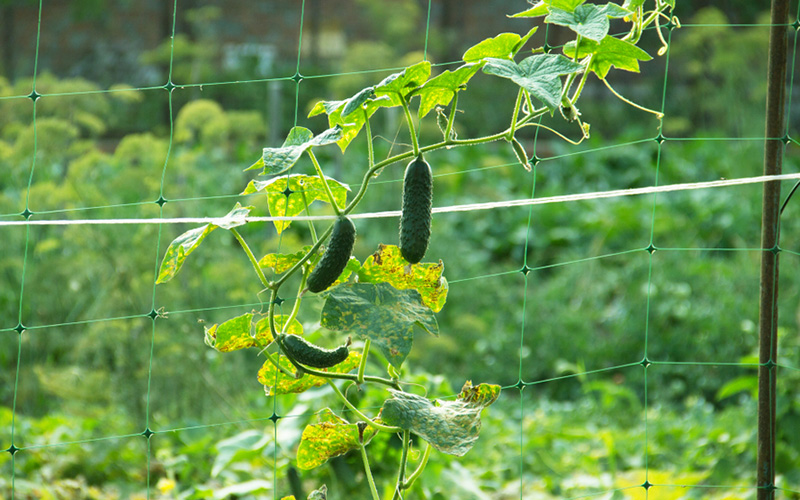 Cucumbers tied to a garden trellis