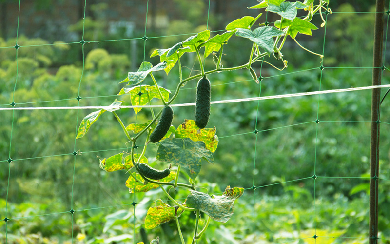 How to Trellis Cucumbers - The Home Depot