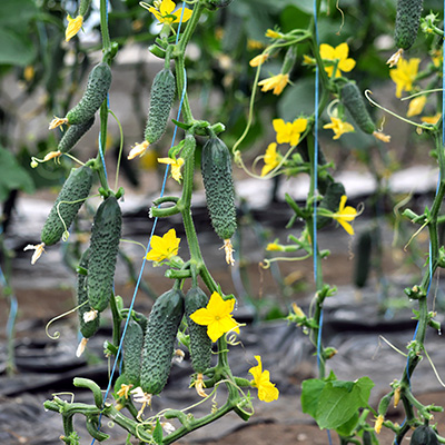 cucumbers hanging on a garden trellis