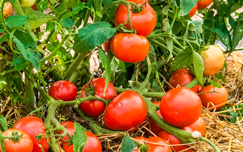 A group of tomatoes on their vine in a garden