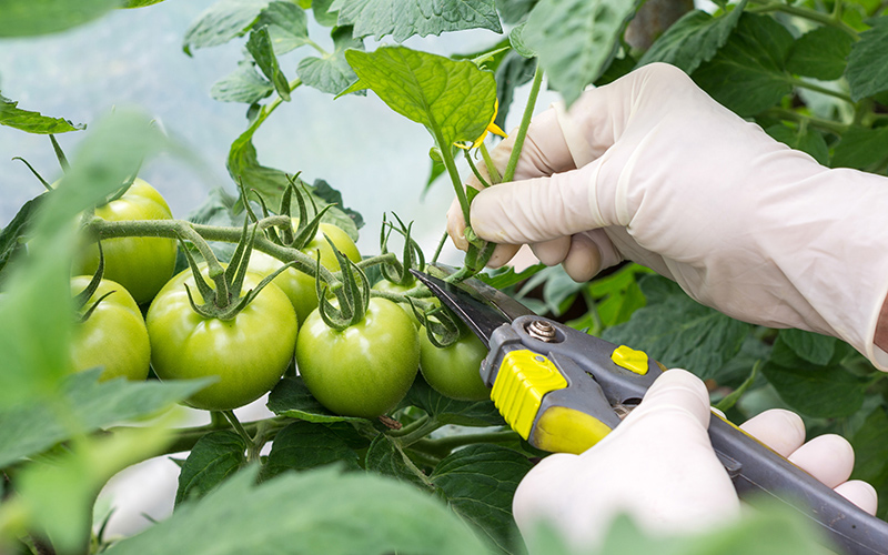 How to Trellis Tomatoes - The Home Depot