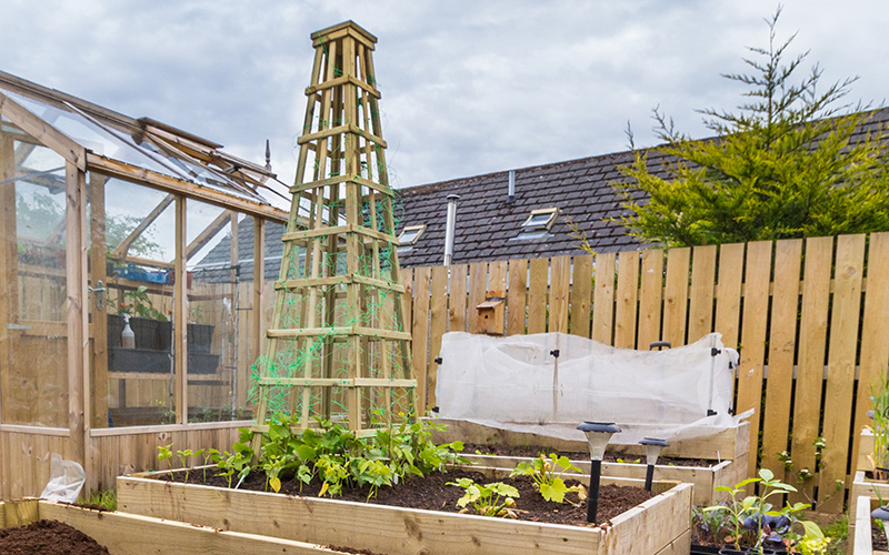 A tall wooden trellis for tomatoes in a garden