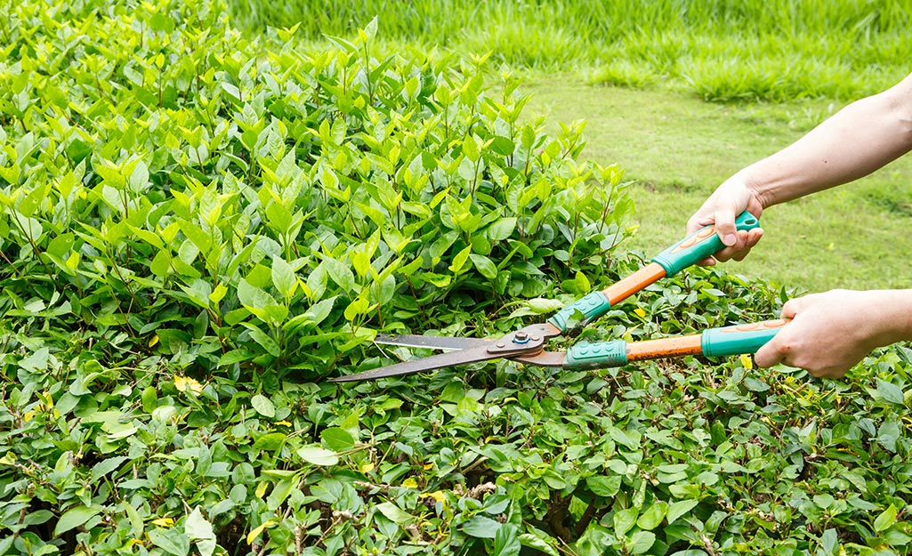 Gardener trims shrubs with pruning shears