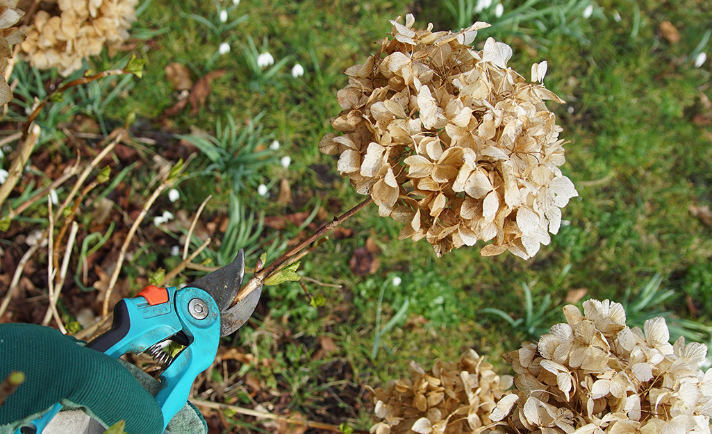 Pruning snips trim dried hydrangea