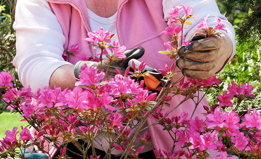 Gardener pruning azaleas
