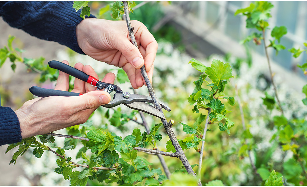 Gardener prunes back branch