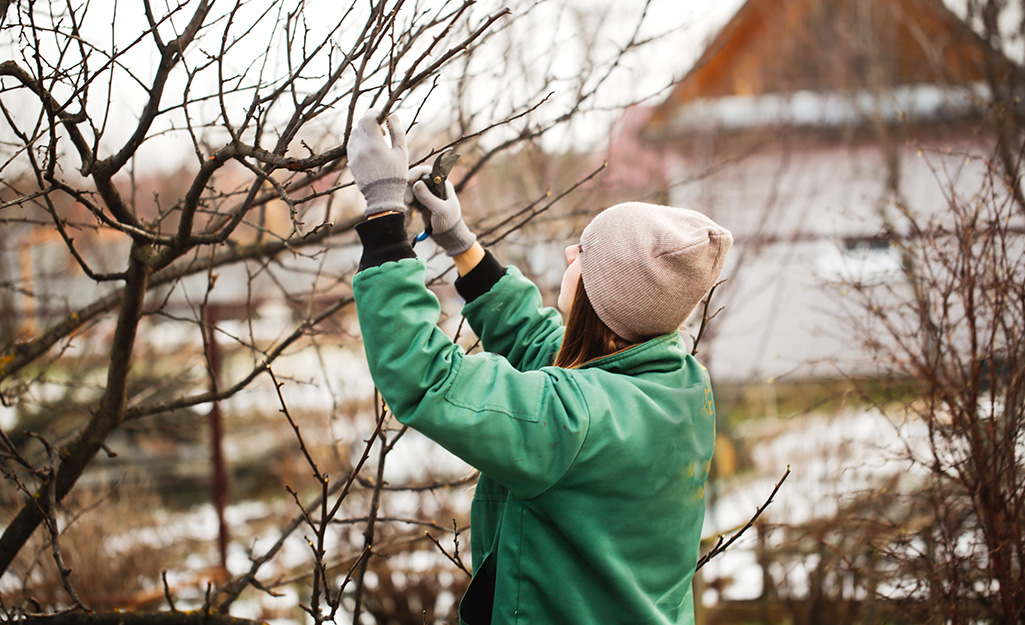 Gardener prunes tree in winter