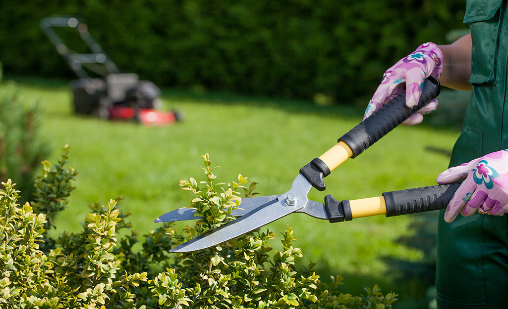 Gardener trims shrubs in spring