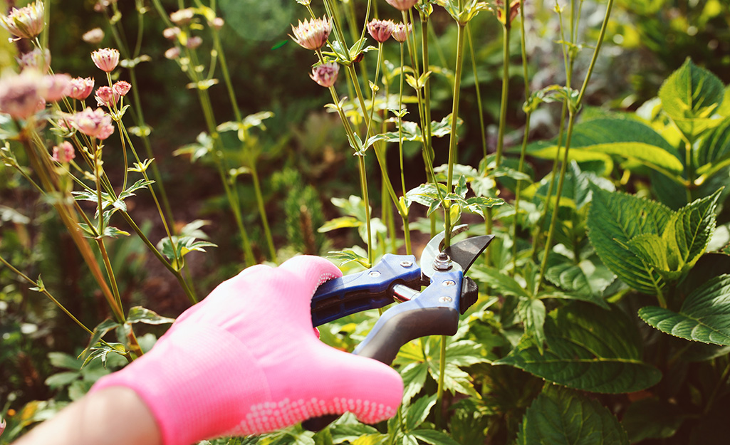 Gardener snips flower stems