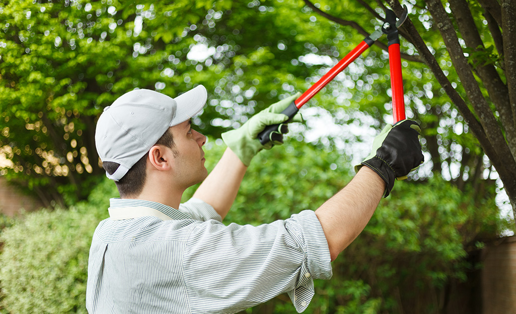 Gardener prunes branch with loppers