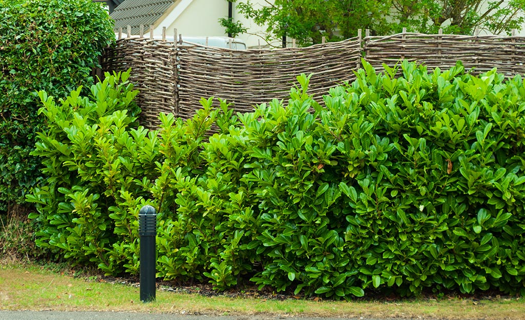 Hedge Trimming 101: Techniques and Tips for Perfectly Sculpted Hedges